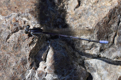 Argia hinei