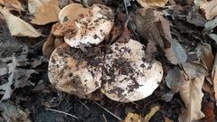 Hebeloma