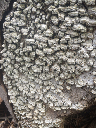 iNaturalist observation photo of Mushrooms, Bracket Fungi, Puffballs, and Allies