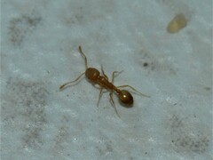 Monomorium pharaonis