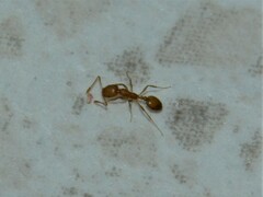 Monomorium pharaonis