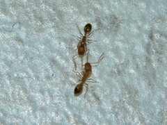 Monomorium pharaonis