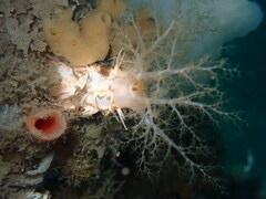 Eupentacta quinquesemita