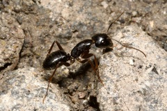 Camponotus tergestinus