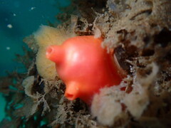 Cnemidocarpa finmarkiensis