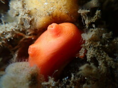 Cnemidocarpa finmarkiensis