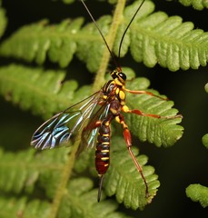 Echthromorpha