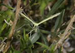 Hellinsia sulphureodactylus