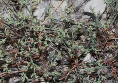 Paronychia jamesii