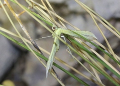 Hellinsia sulphureodactylus