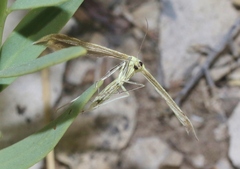 Hellinsia sulphureodactylus
