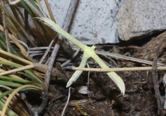 Hellinsia sulphureodactylus