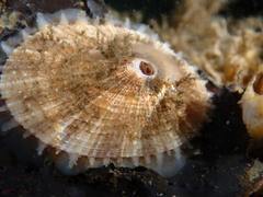Diodora aspera