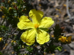 Hibbertia riparia