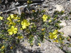 Hibbertia riparia
