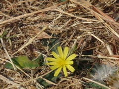 Launaea procumbens