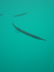 Aulorhynchus flavidus