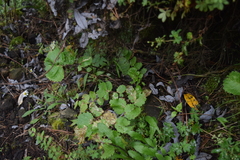 Packera sanguisorbae