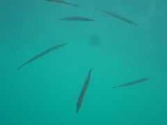 Aulorhynchus flavidus