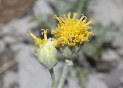 Hymenopappus filifolius