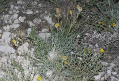 Hymenopappus filifolius