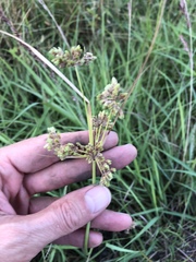 Cyperus surinamensis