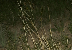 Thinopyrum obtusiflorum