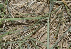 Thinopyrum obtusiflorum