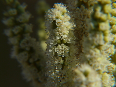 Colebrookea oppositifolia
