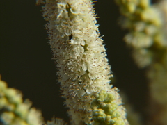 Colebrookea oppositifolia