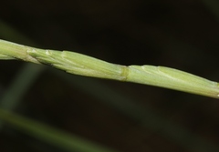 Thinopyrum obtusiflorum
