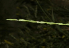 Thinopyrum obtusiflorum
