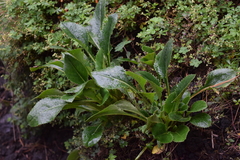 Packera toluccana