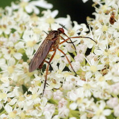 Empis livida