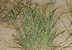 Thinopyrum obtusiflorum