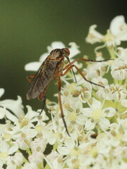 Empis livida