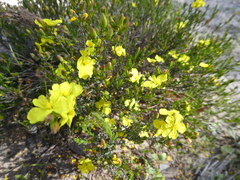 Hibbertia riparia