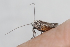 Ethmia discostrigella