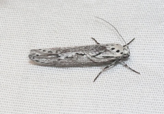 Ethmia discostrigella