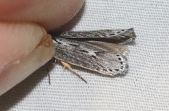 Ethmia discostrigella