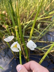 Sagittaria