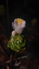 Costus dubius