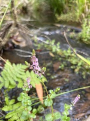 Rotala rotundifolia