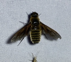 Poecilanthrax lucifer