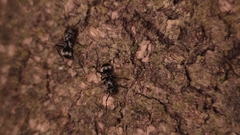 Myrma