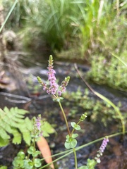 Rotala rotundifolia