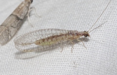 Eremochrysa punctinervis