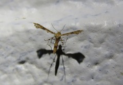 Nippoptilia cinctipedalis