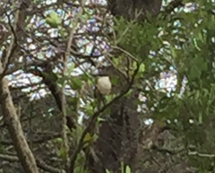 Todiramphus sanctus vagans