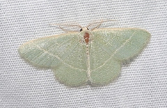 Chlorochlamys chloroleucaria